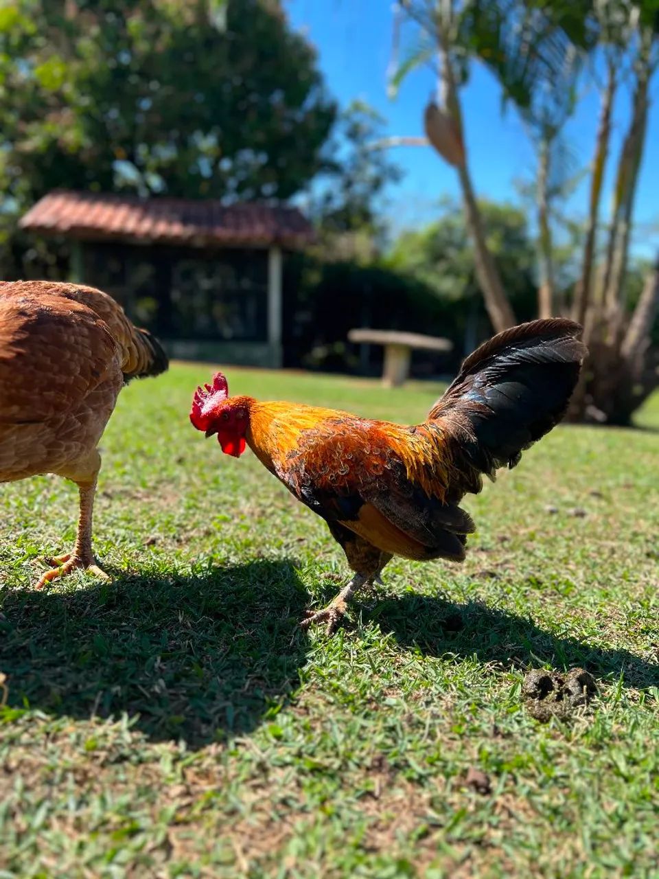 Galos  - Foto 5