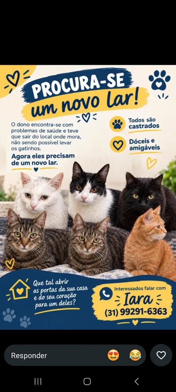 Doação gatos