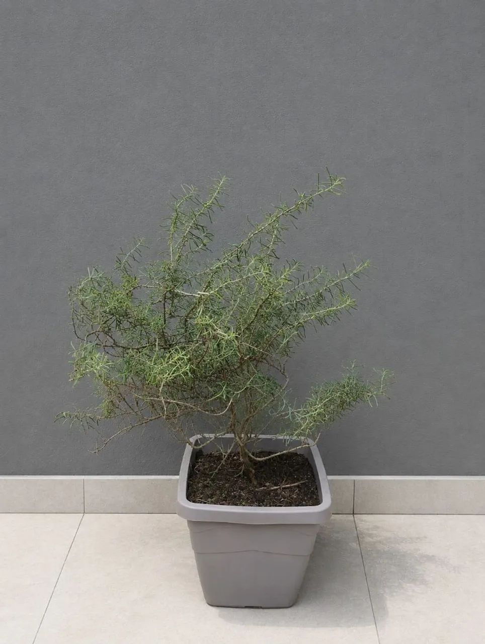 Mudas plantas - Foto 2