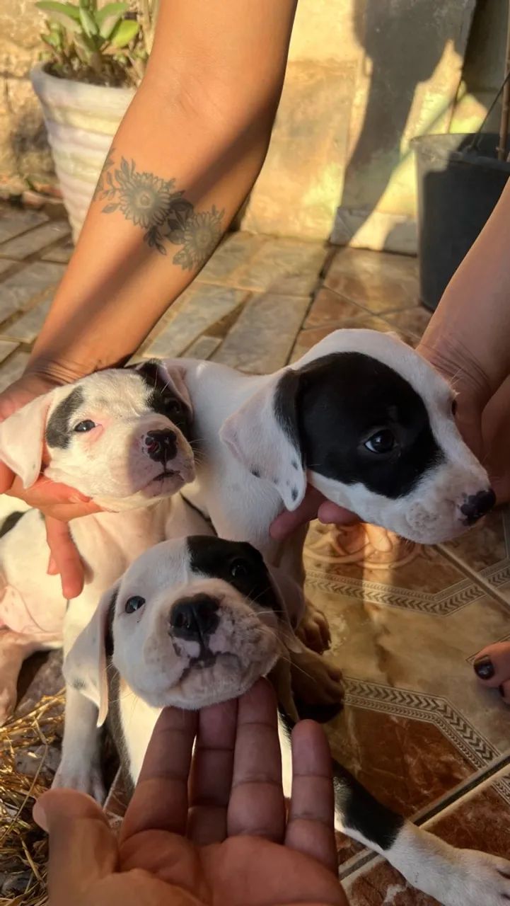 Filhotes de pitbull  - Foto 3
