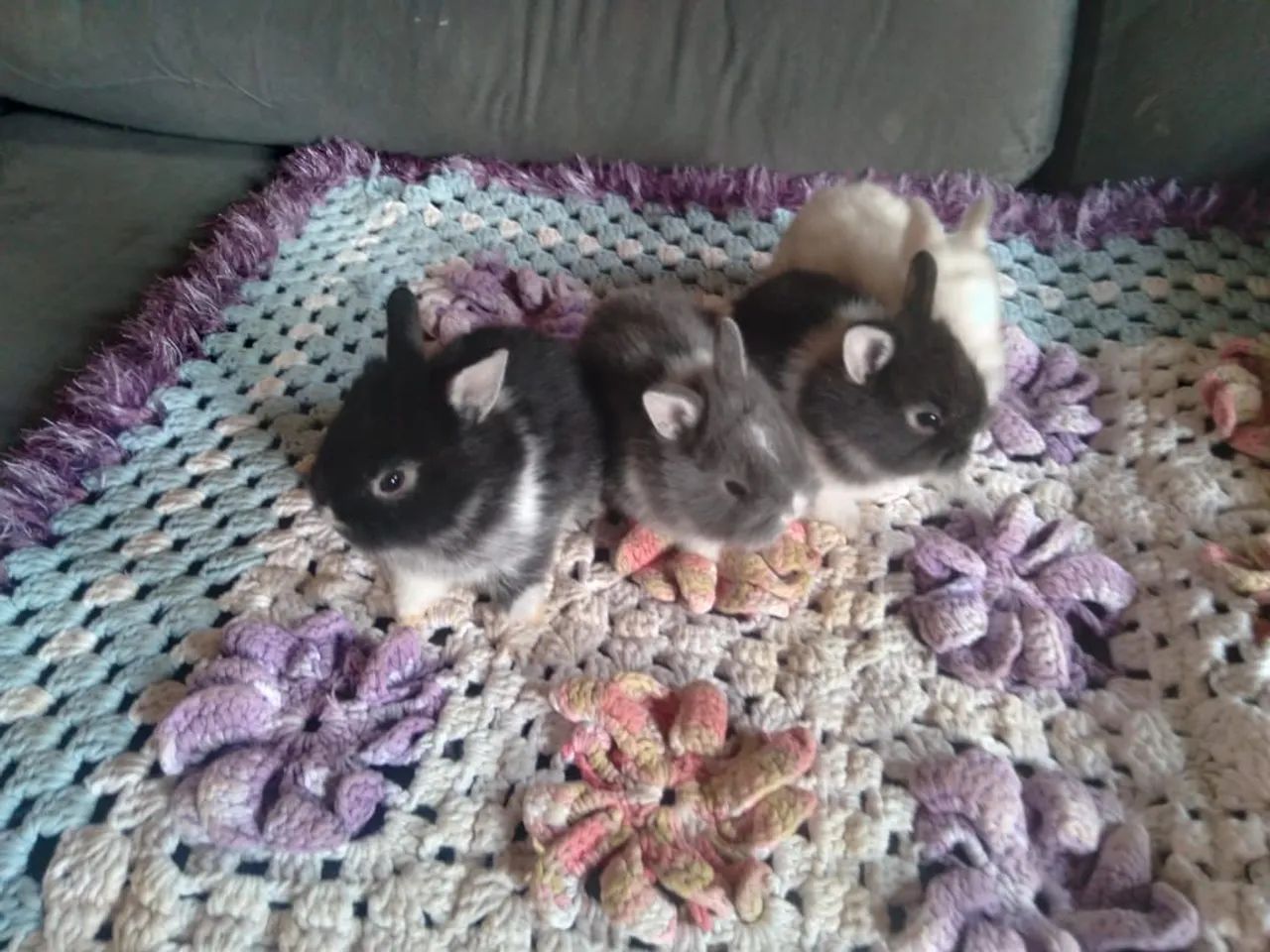Coelhos minis netherland  - Foto 2