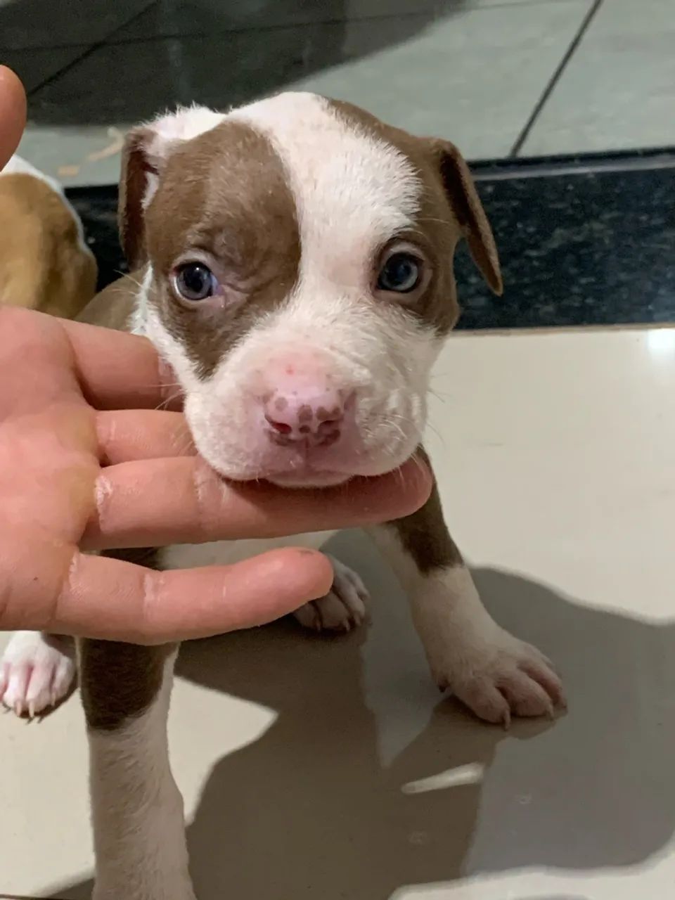 Pitbull filhotes - Foto 4
