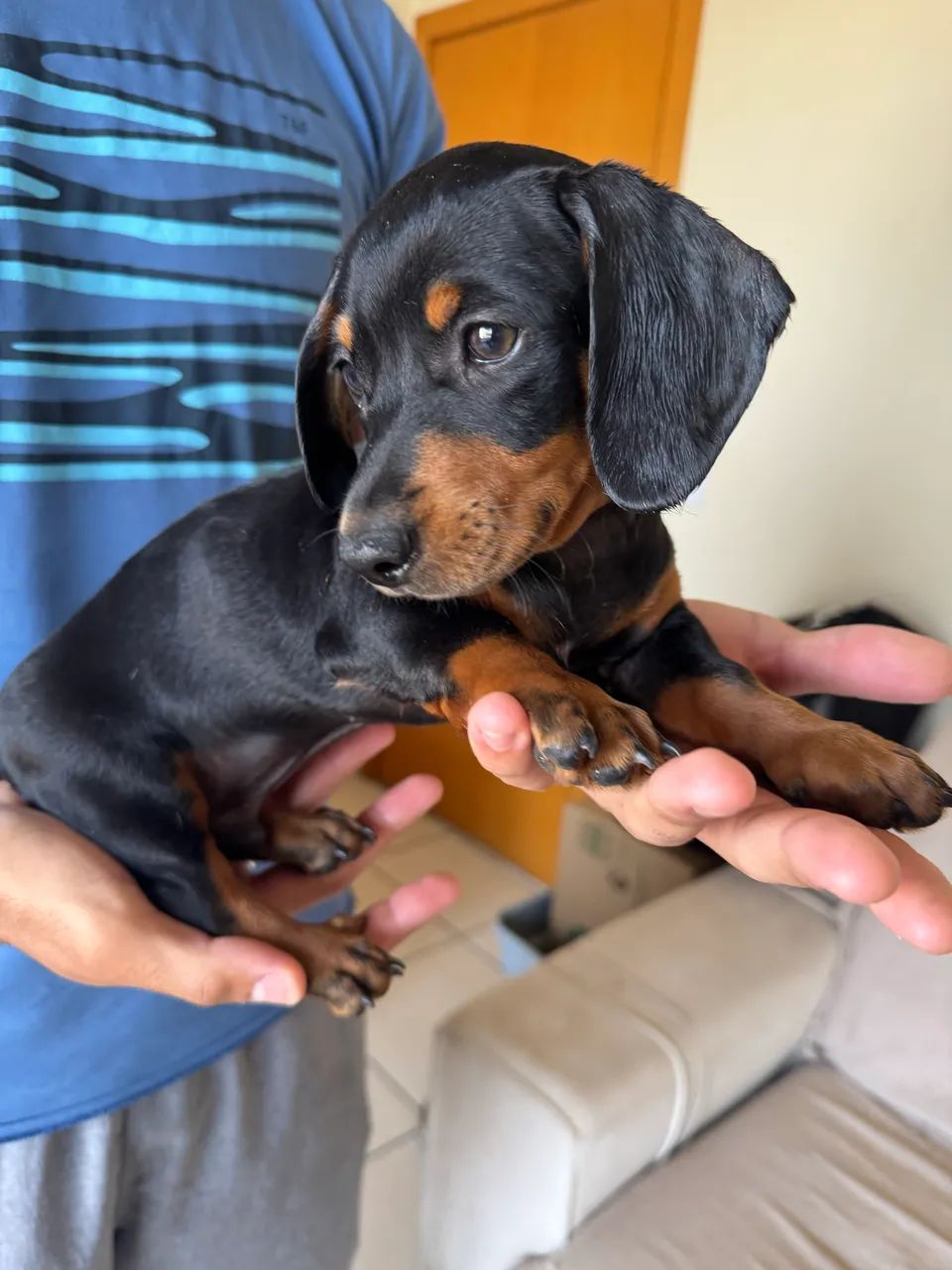 Filhote macho de salsicha dachshund  - Foto 2