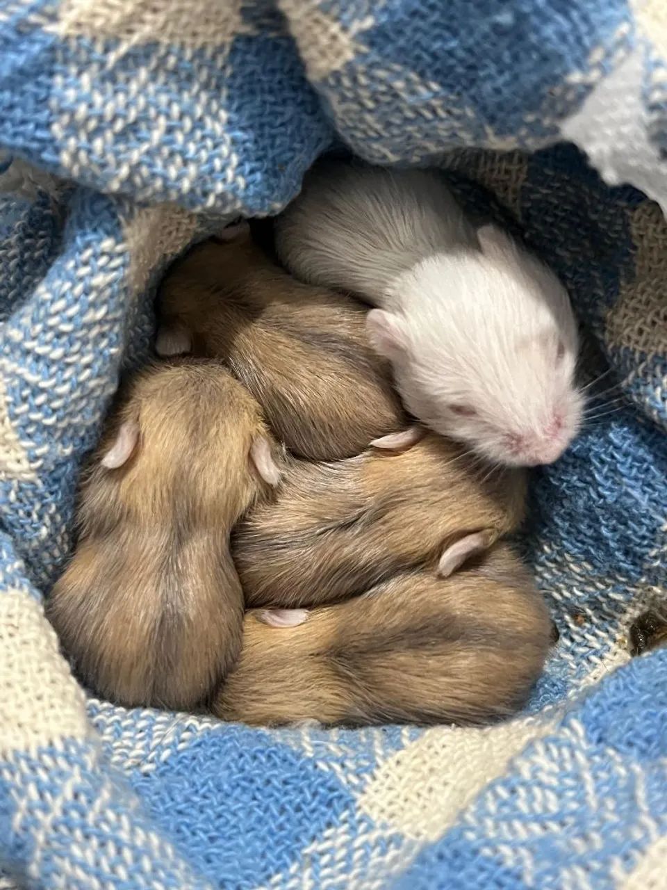 Hamster - anão russo