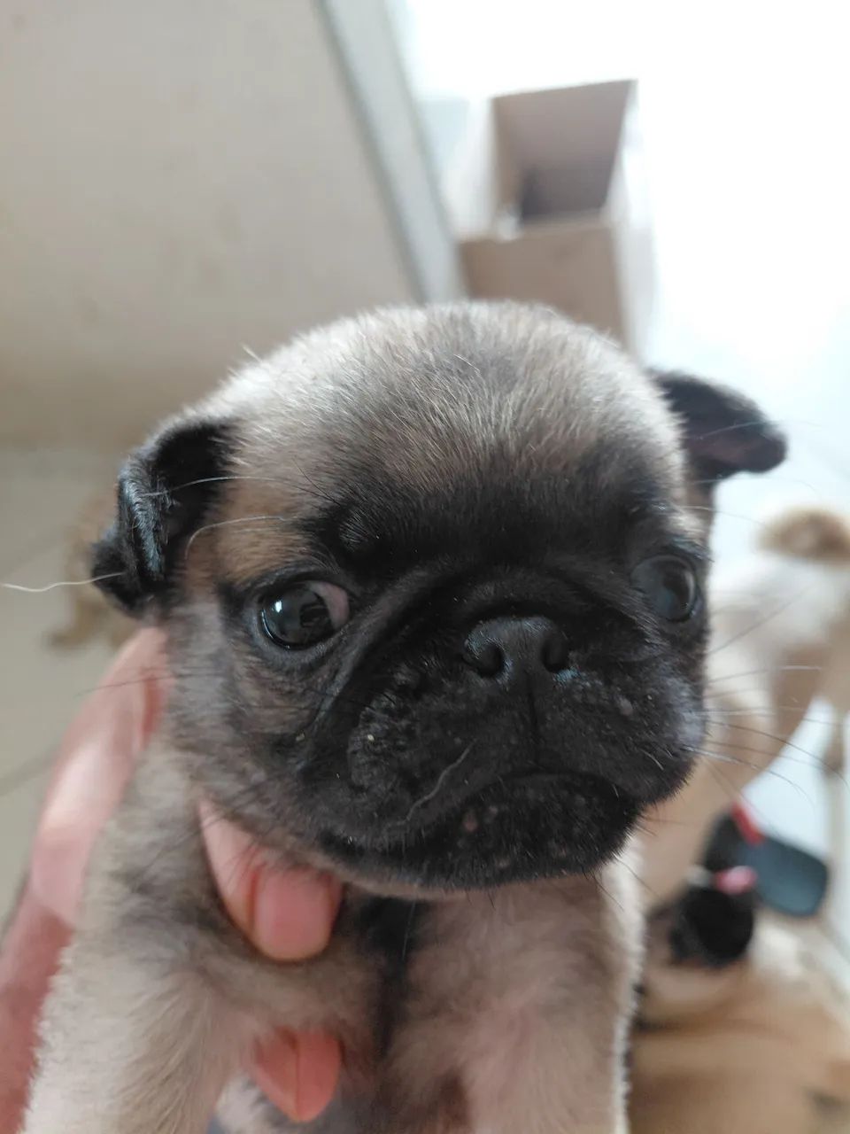 Filhote de pug 