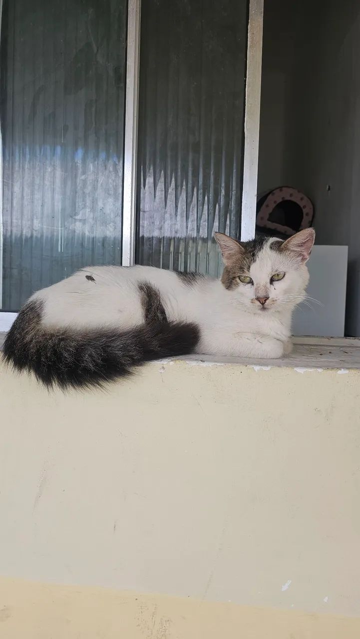Gatinho para adoção  - Foto 2