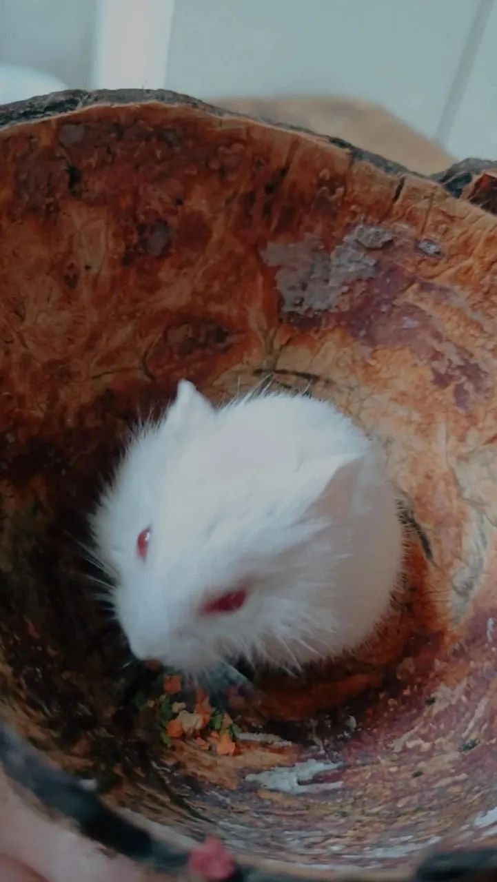 Hamster anão 