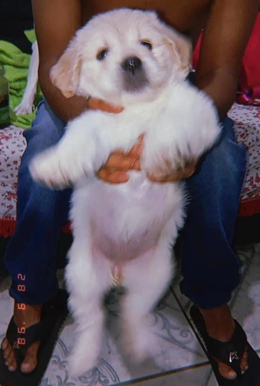 Cachorro Shitzu  - Foto 2