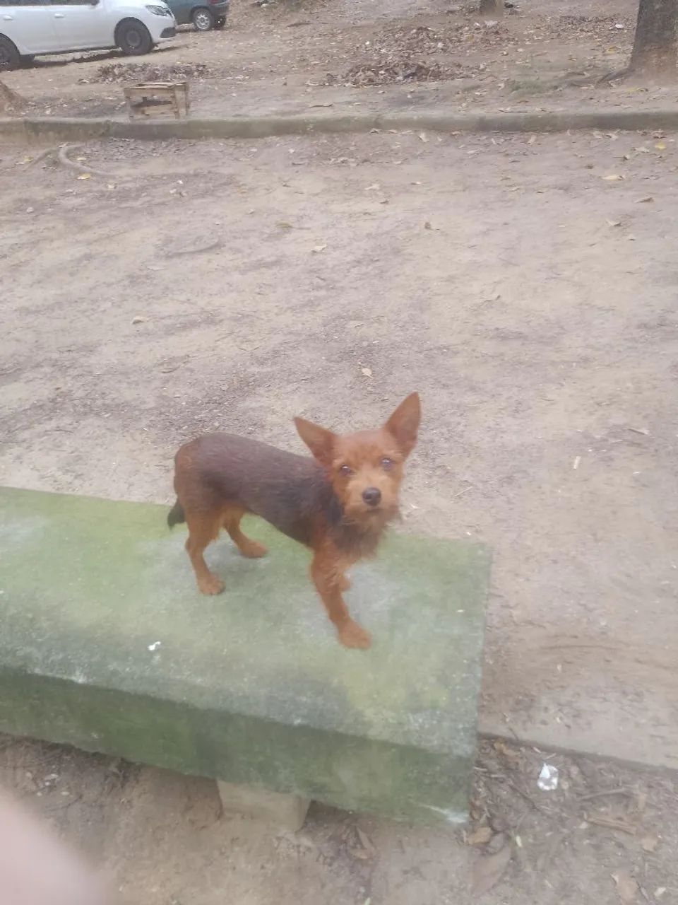 Cachorrinha, doação  - Foto 3