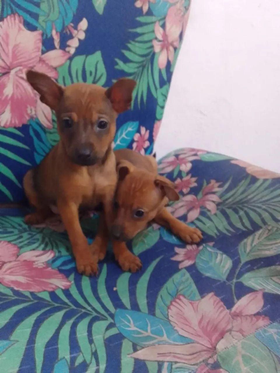Filhotes de pinscher  - Foto 3