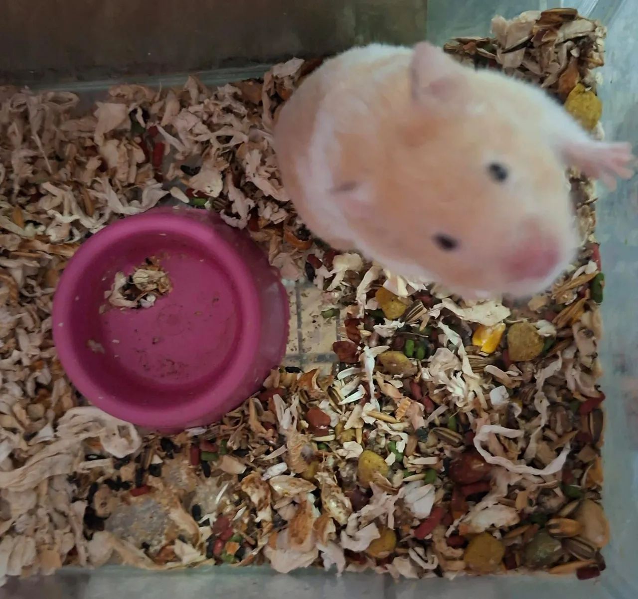 Hamsters - Foto 2