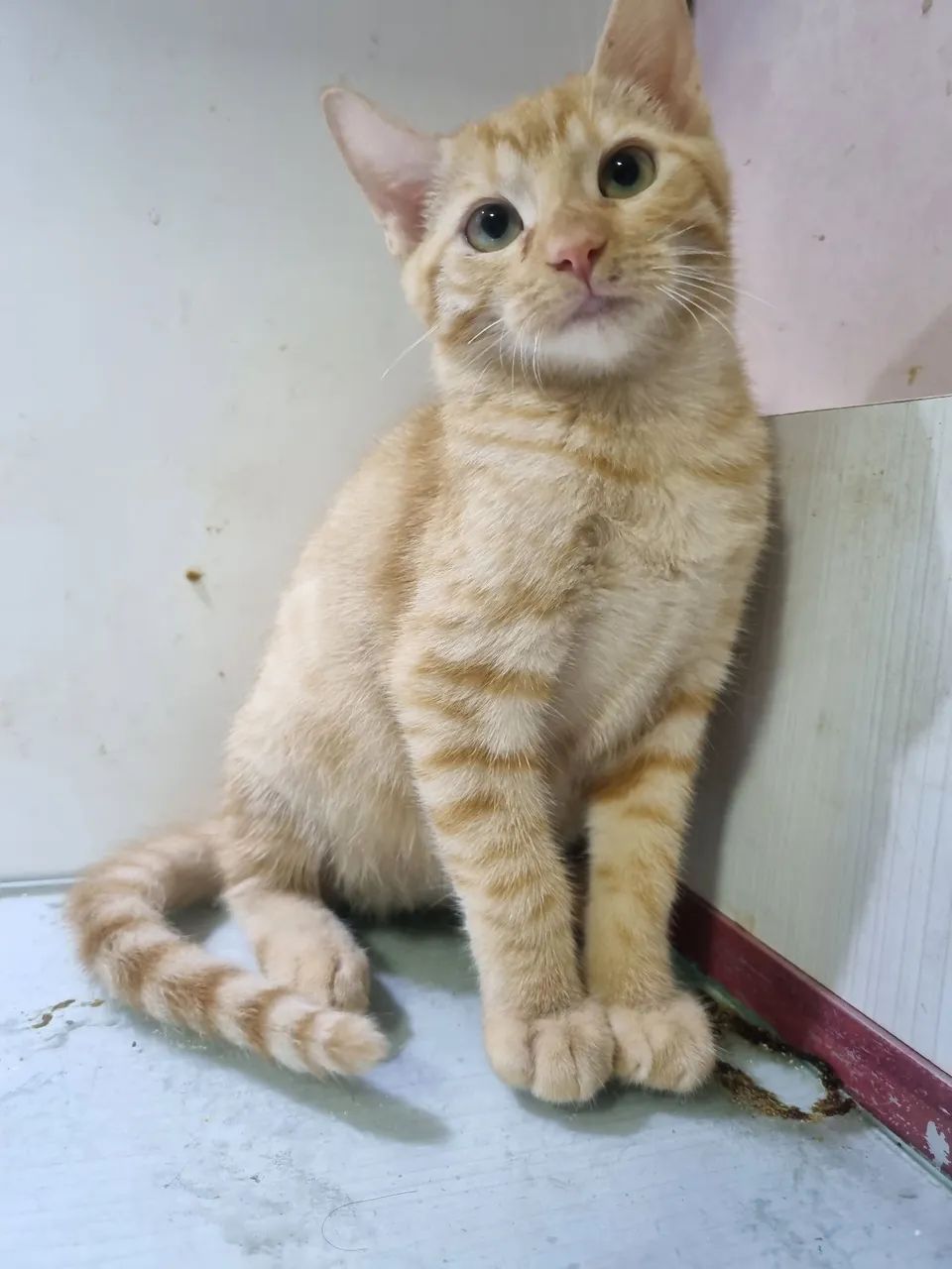 Gatinhos para adoção - Foto 2