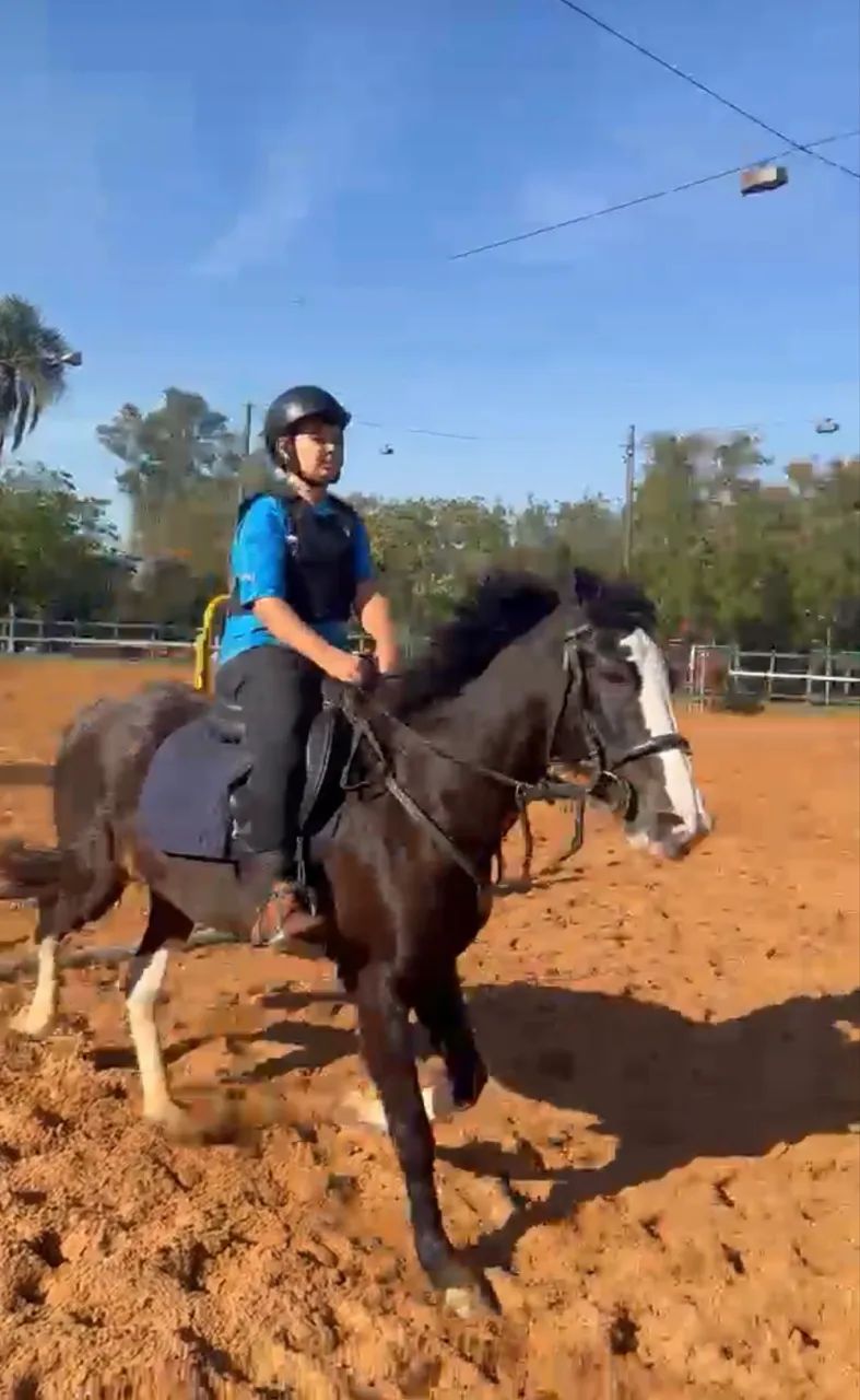 Cavalo SRD, preto e branco. - Foto 6