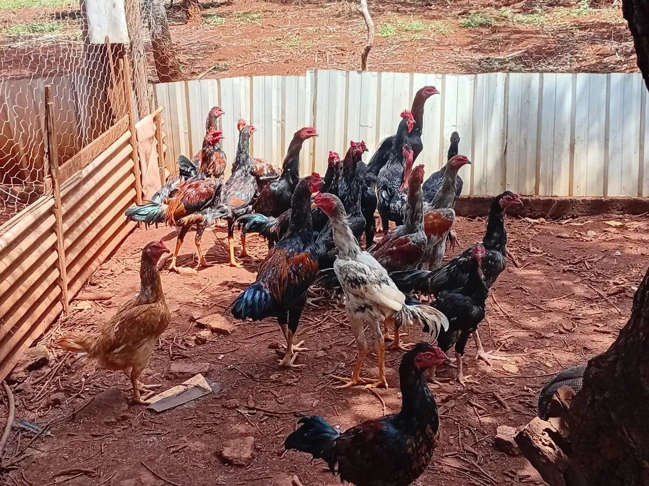 Frango Caipira  - Foto 4