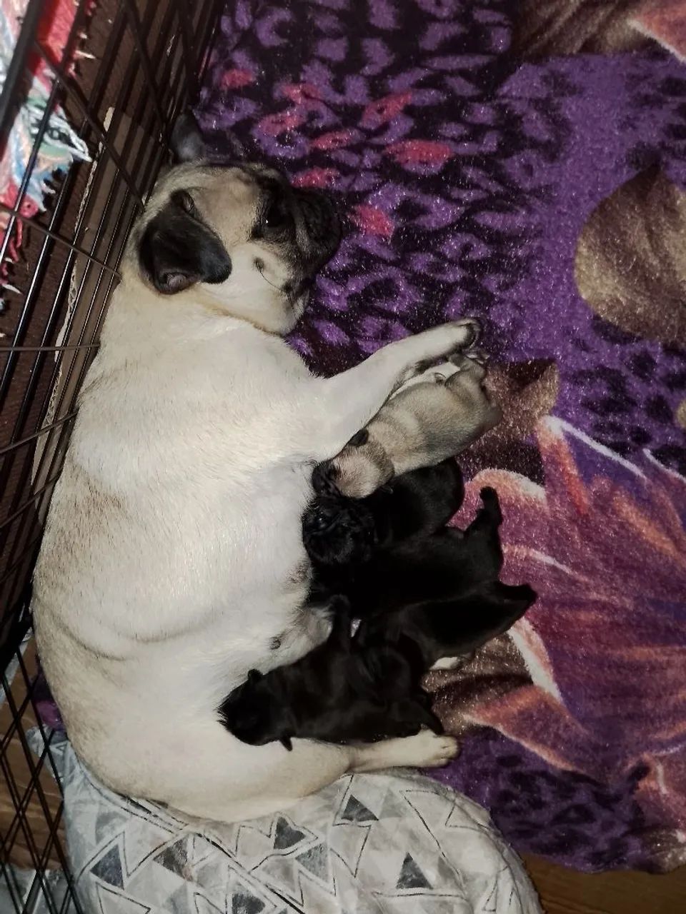 Venda de pugs  - Foto 5