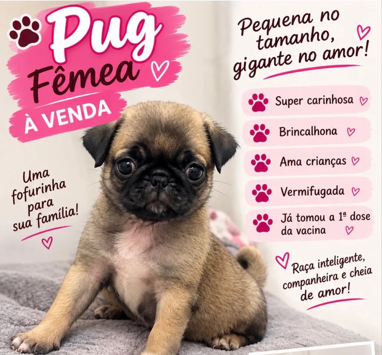Pug fêmea