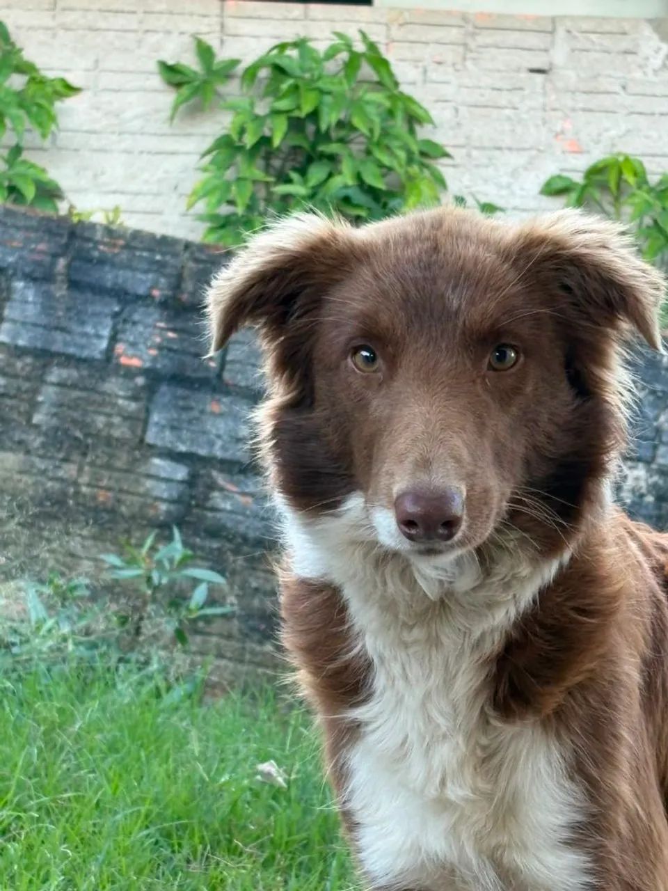 Border collie  - Foto 3