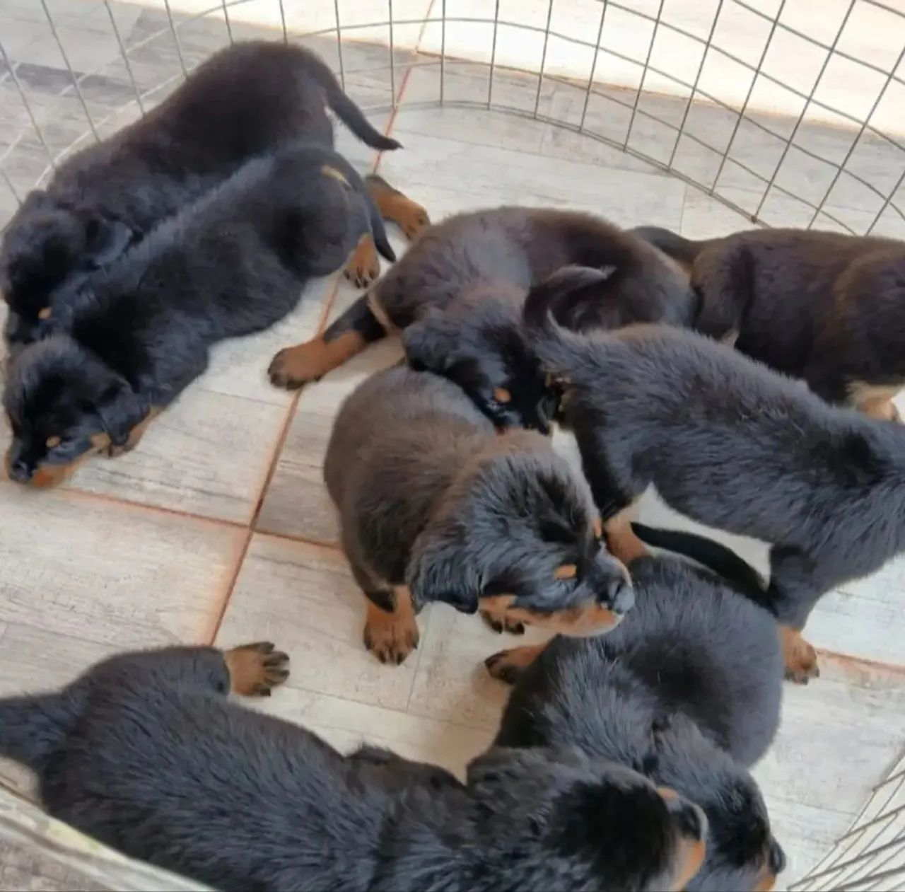Vendo filhotes de Rottweiler Puros.  - Foto 2