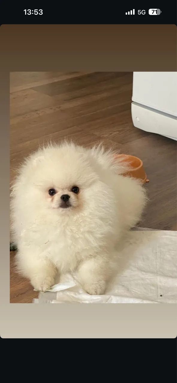 Lulu fêmea 