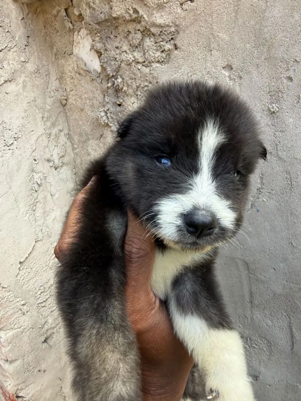 Husky siberiano filhotes  - Foto 3