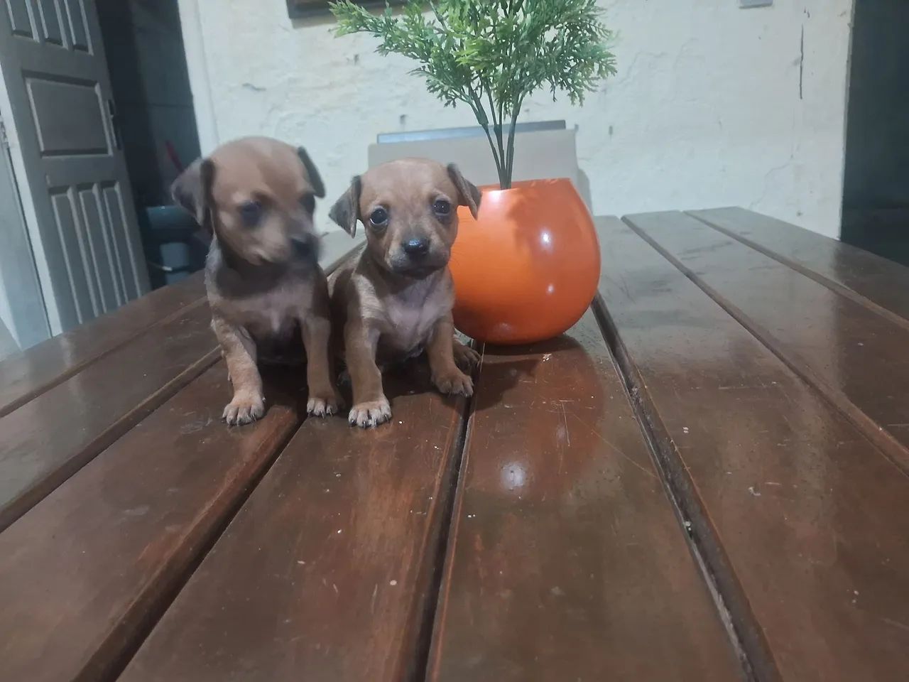 Pincher 1 - Foto 2