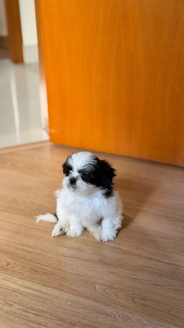 Filhote de Shih-tzu - Foto 3
