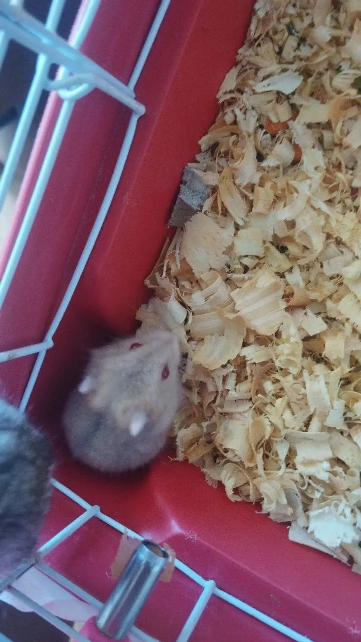 Hamsters anão russo 