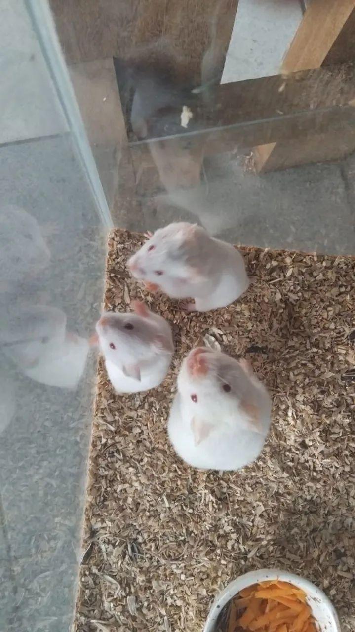 Filhotes hamsters chinês ,sírio ,anão russo e gerbil  - Foto 3