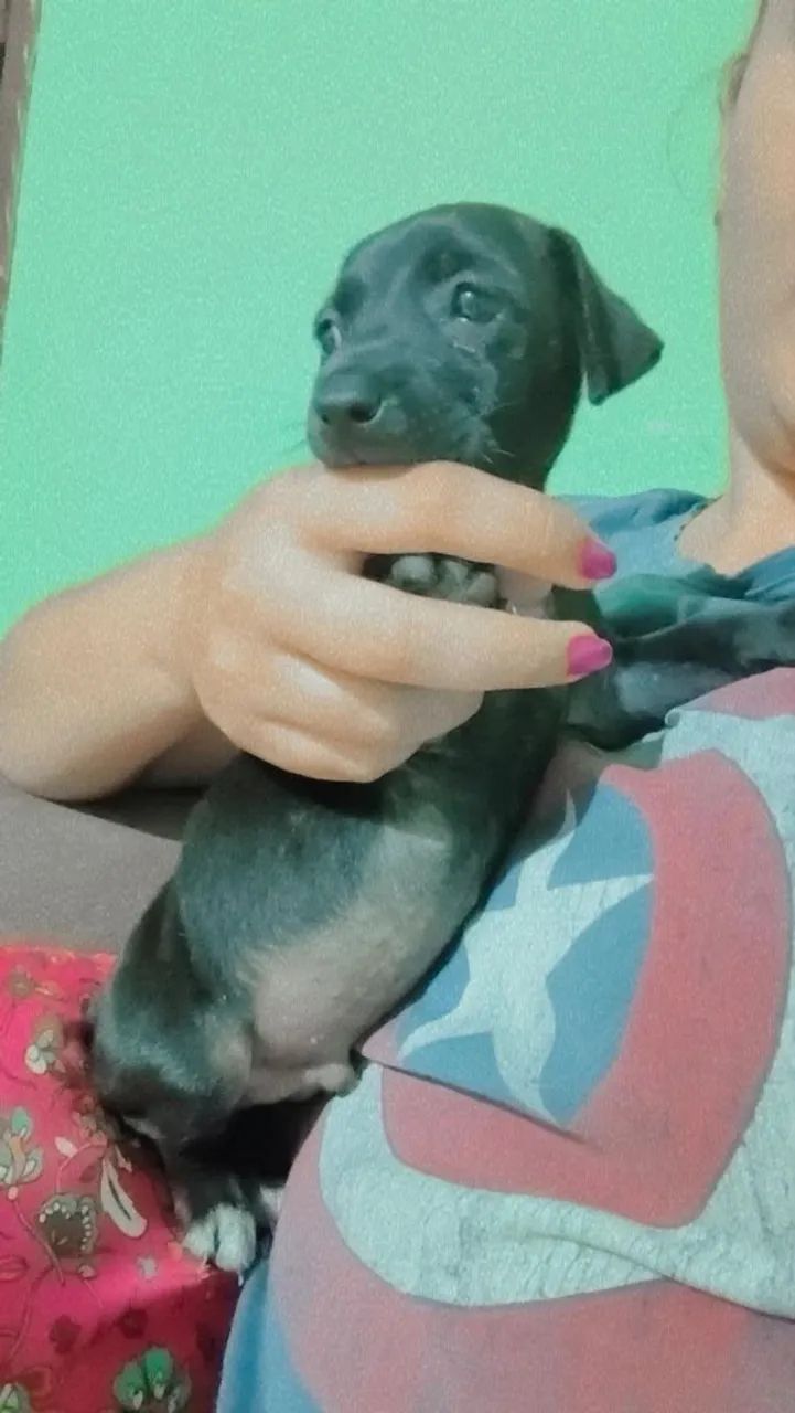 Pinscher  - Foto 2