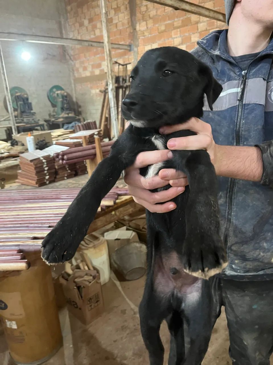 Doa - se cachorro - Foto 3