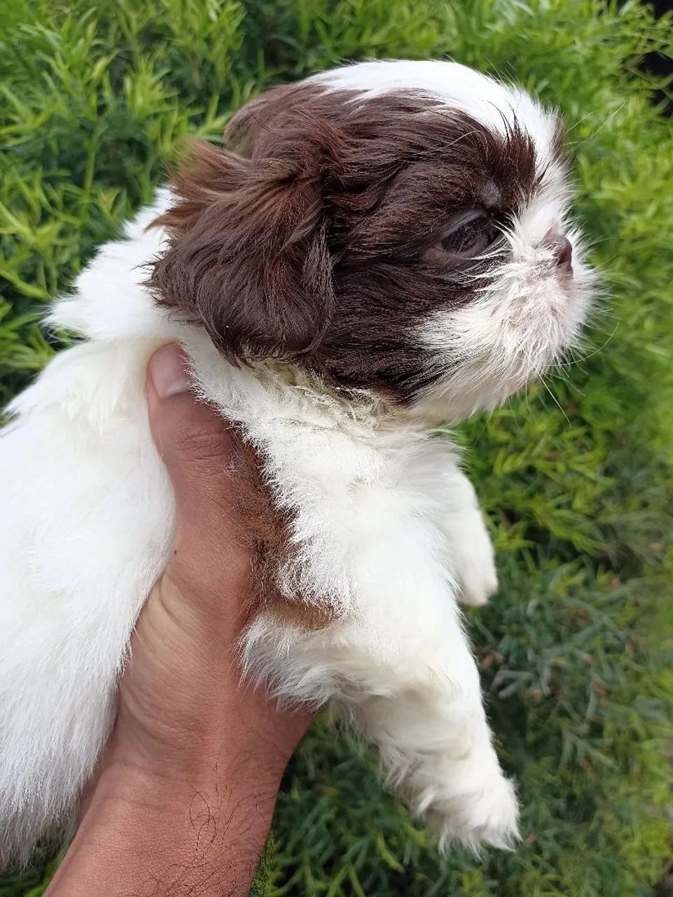 Shih tzu  - Foto 3