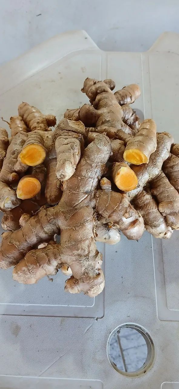 Cúrcuma longa (açafrão)
