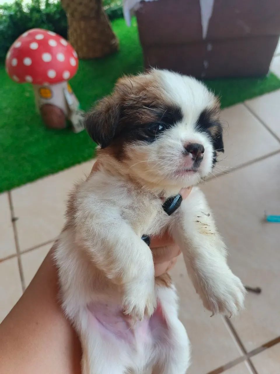 Vendo filhote de Shih Tzu