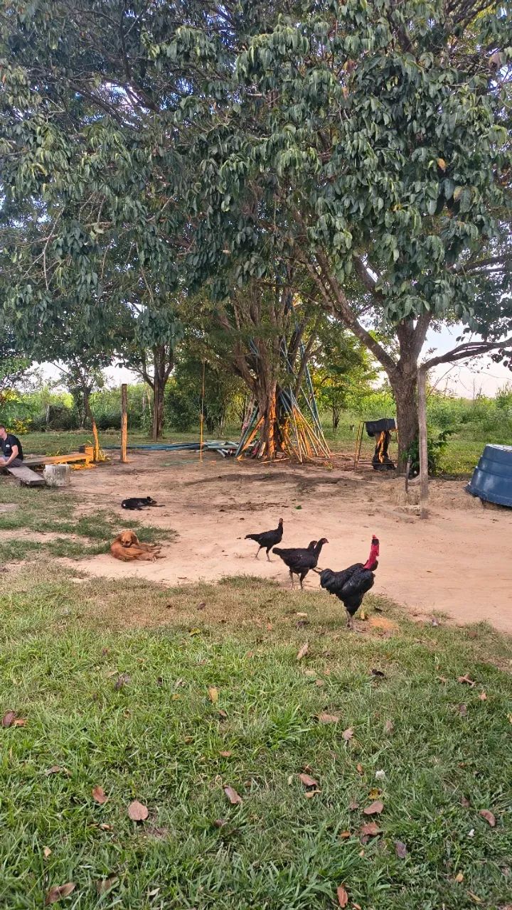 Sítio a venda  - Foto 4