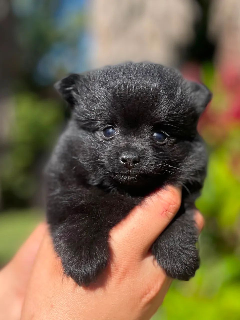 Cachorro 