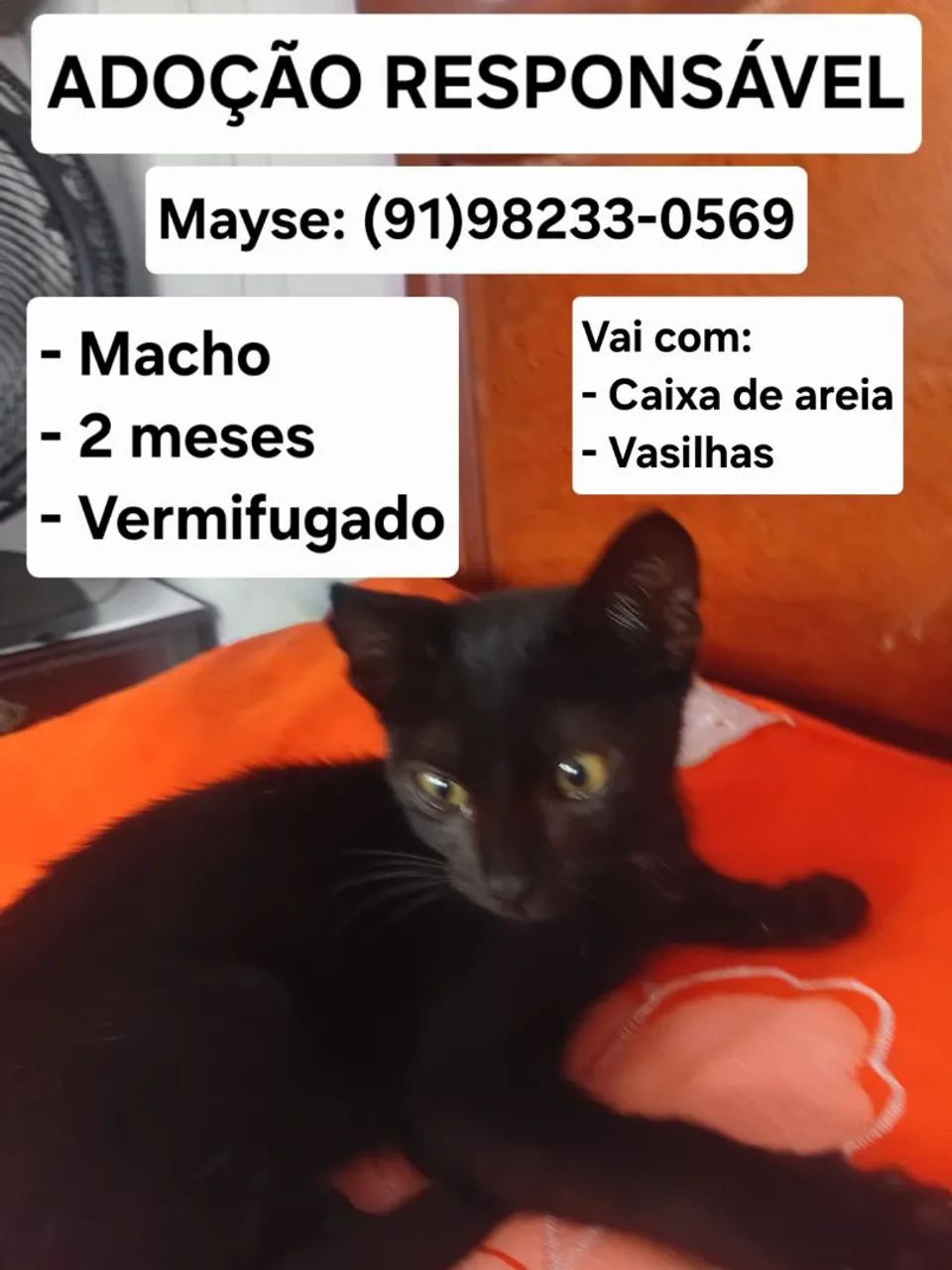 Doação gato - Foto 2