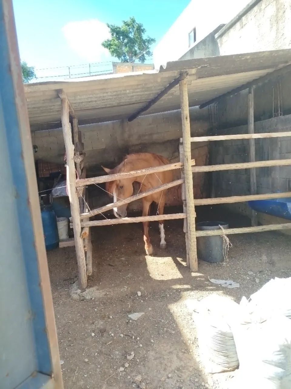 Vendo este lindo cavalo 