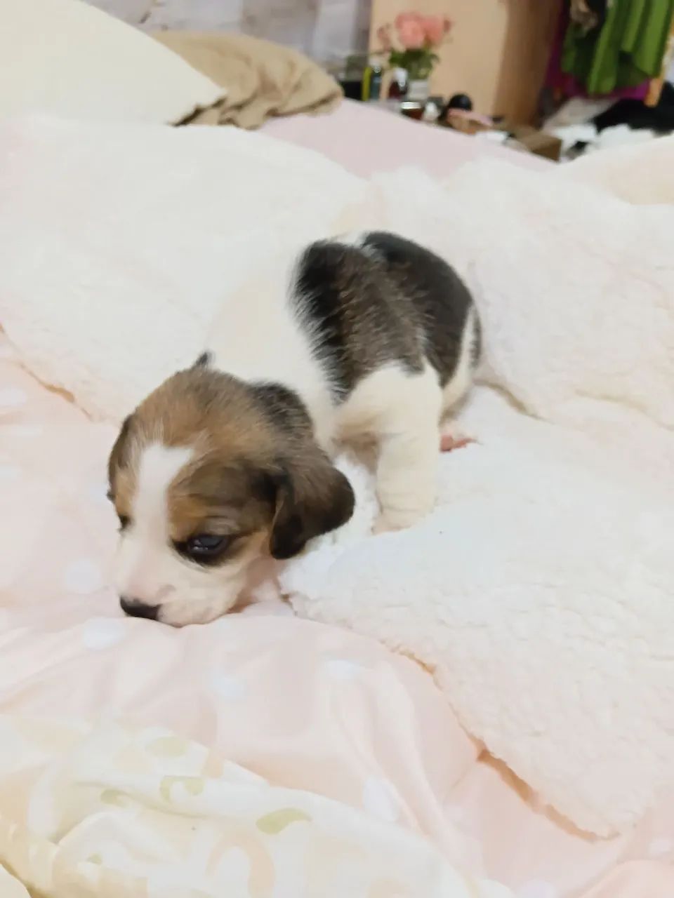 Beagle com pedigree  (1 mês) - Foto 2