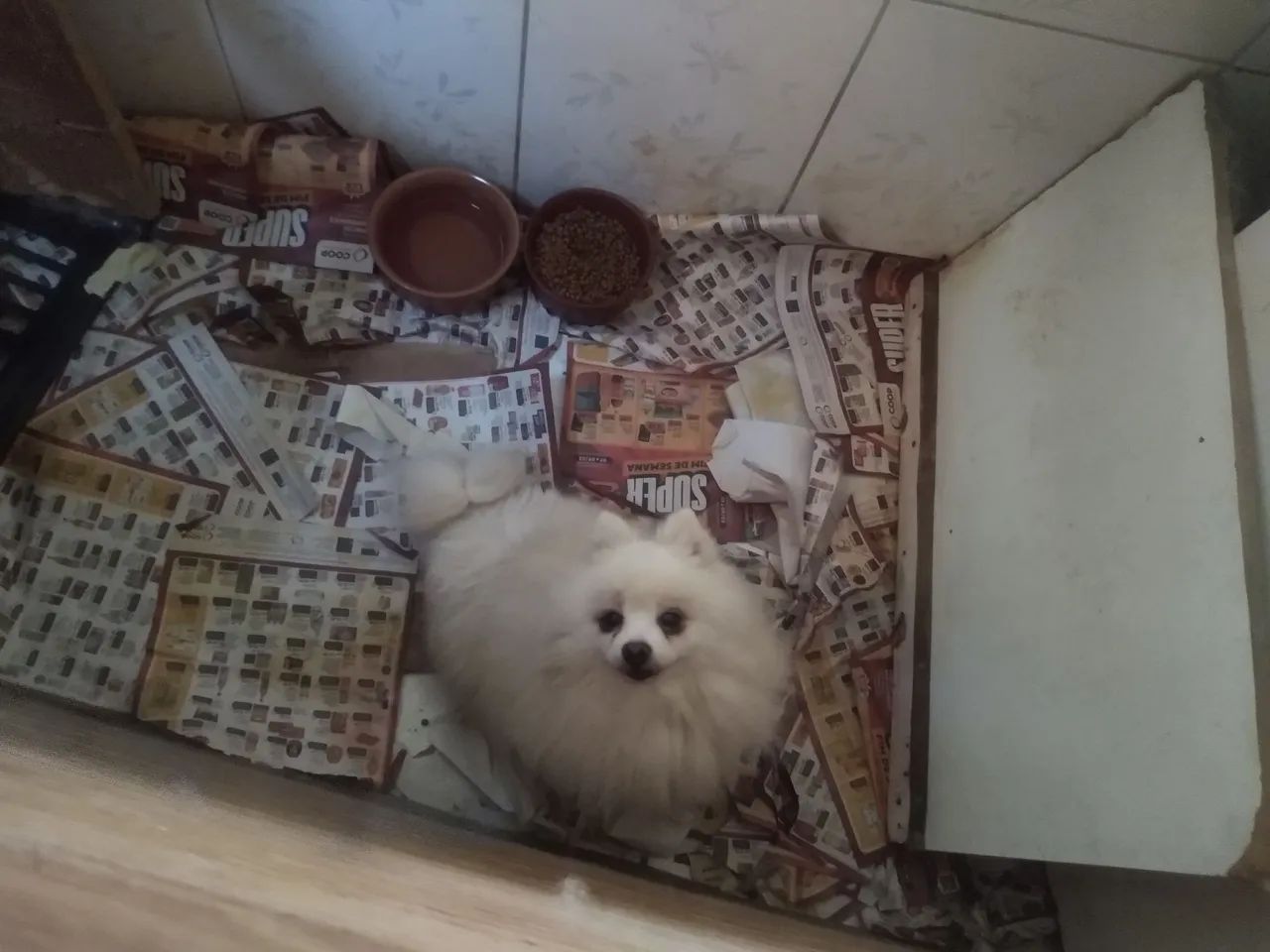 Spitz alemao linhagem excelente  - Foto 3