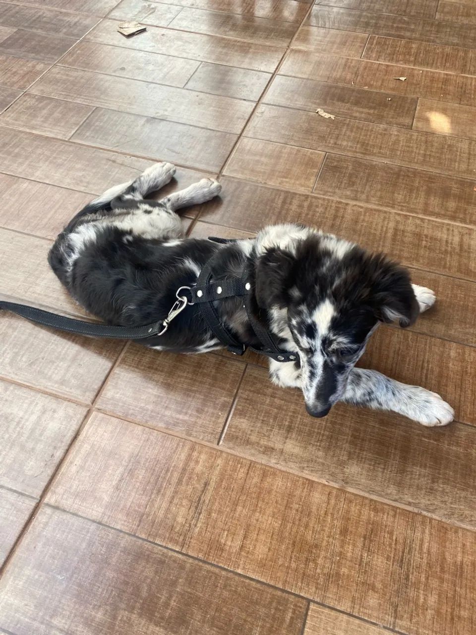 Border collie 