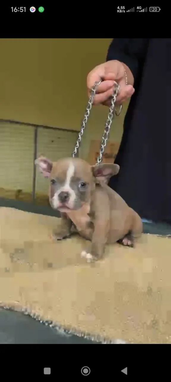 American Bully - Foto 4