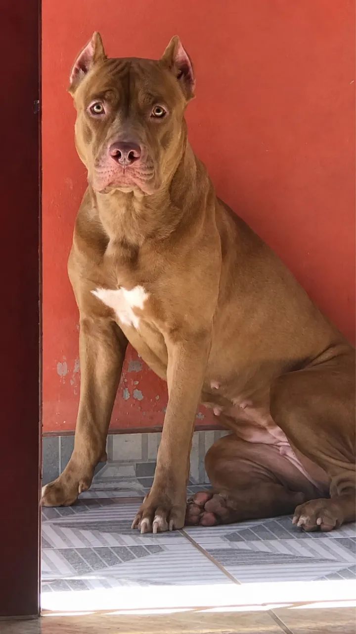 Vende se pitbull - Foto 3