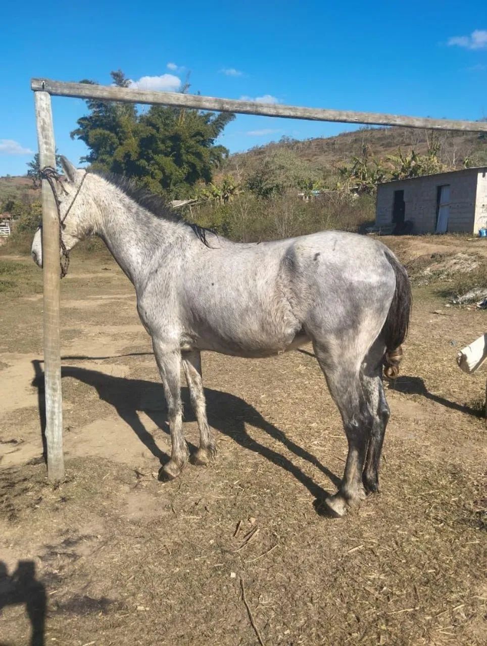 Cavalo marcbs picada - Foto 4