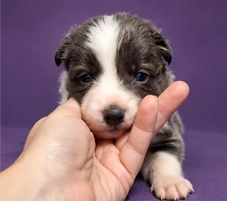 Filhote border collie 