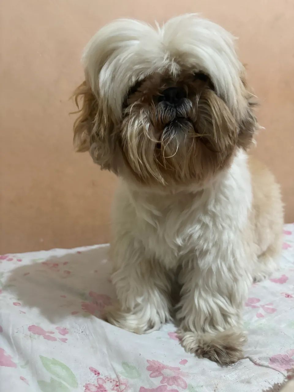 Vendo Shitzu adestrado e com vacinas em dia - Foto 2