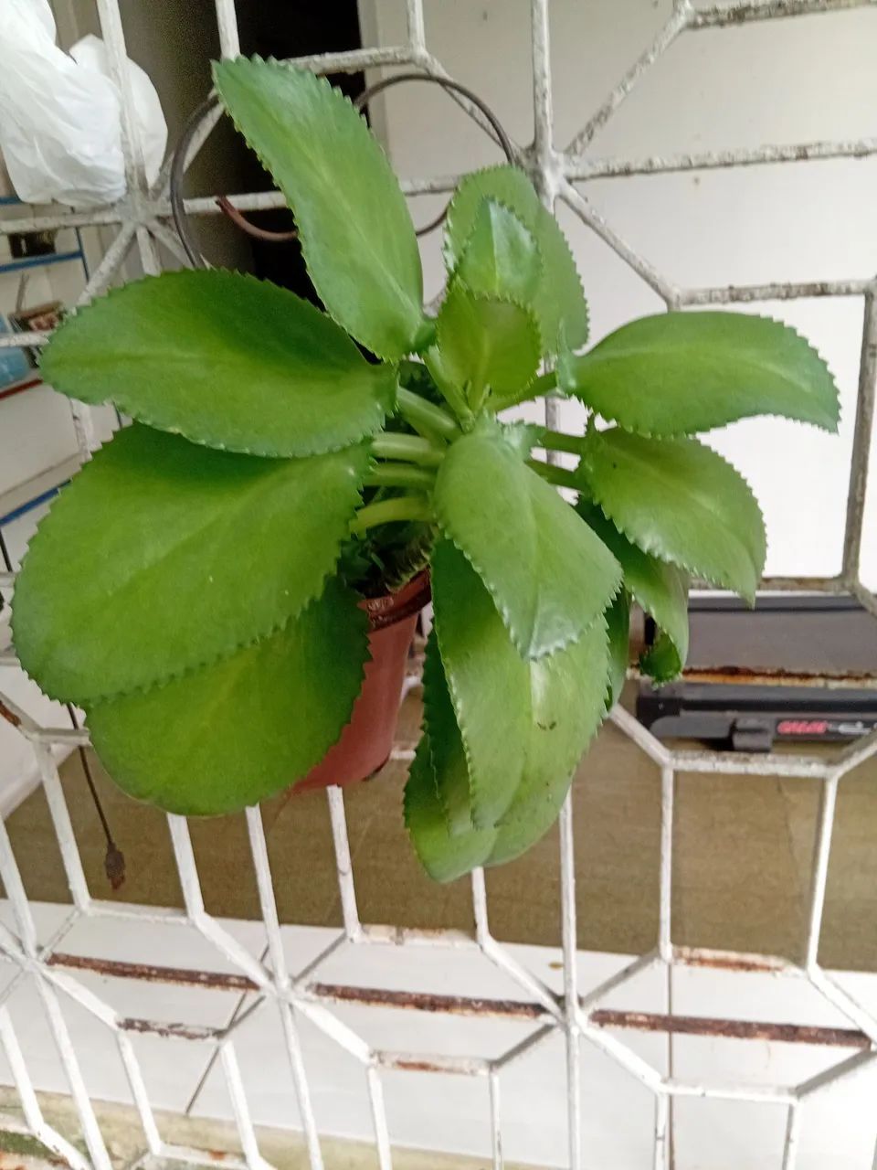 Muda de planta no vaso - Foto 3