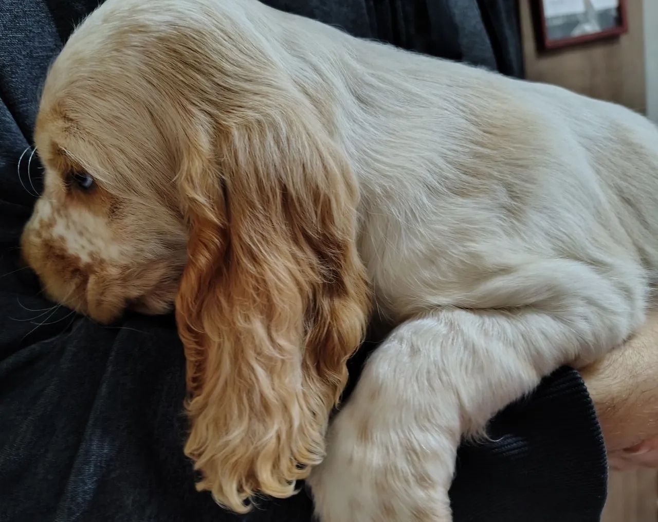 cocker spaniel inglês  - Foto 4