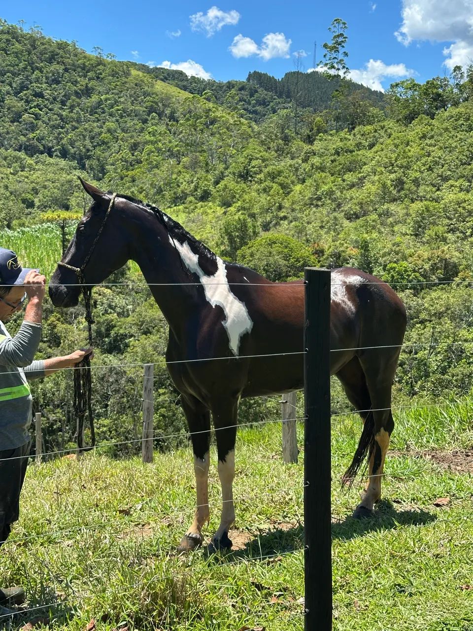 Égua mangalarga - Foto 3