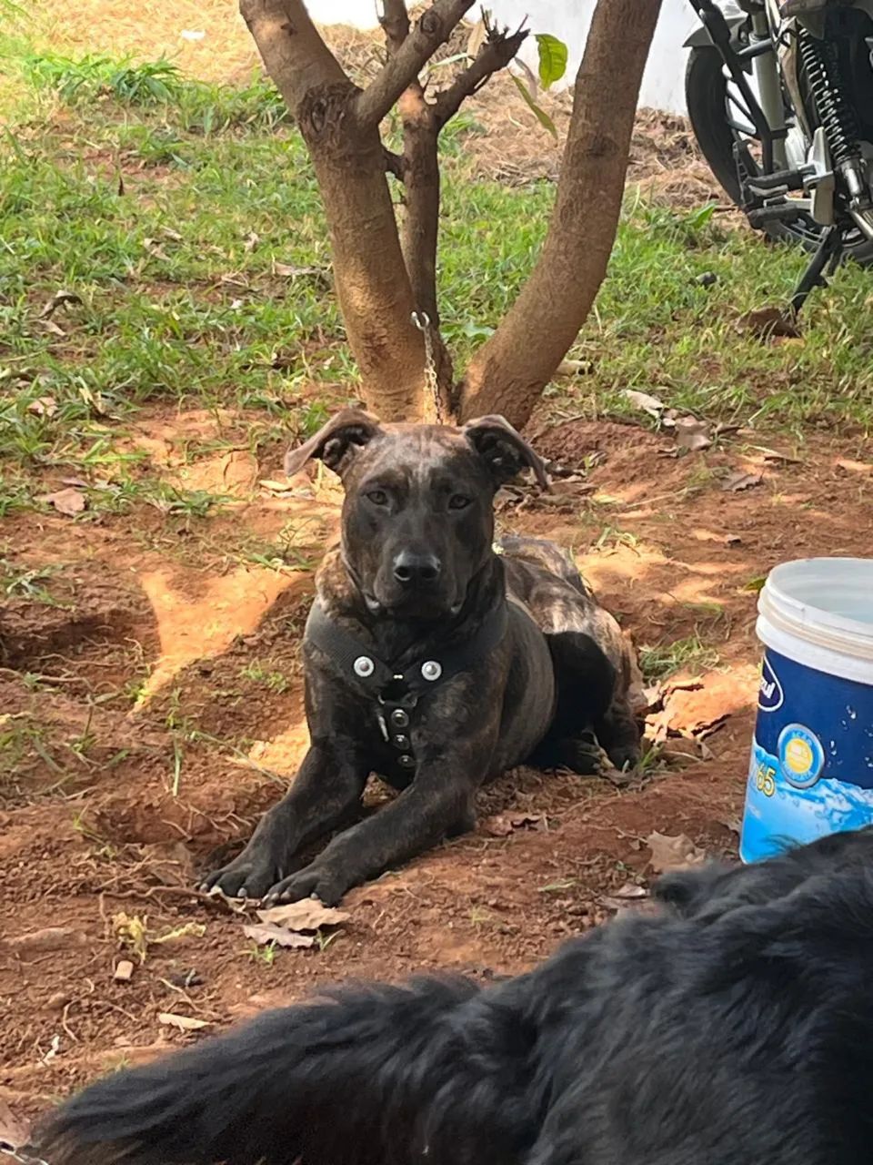 Doa- se pit bull  - Foto 3