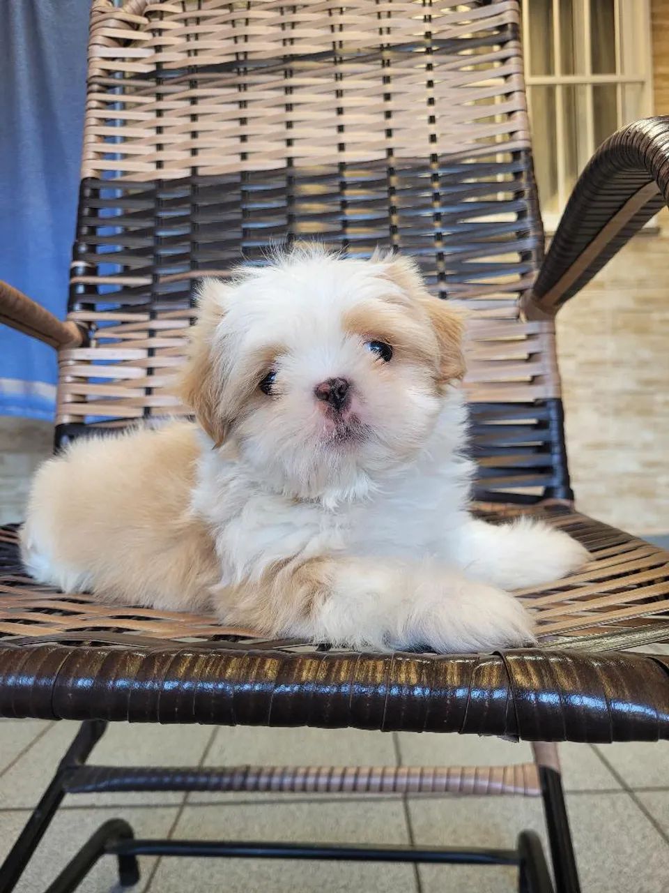 Shihtzu  - Foto 3